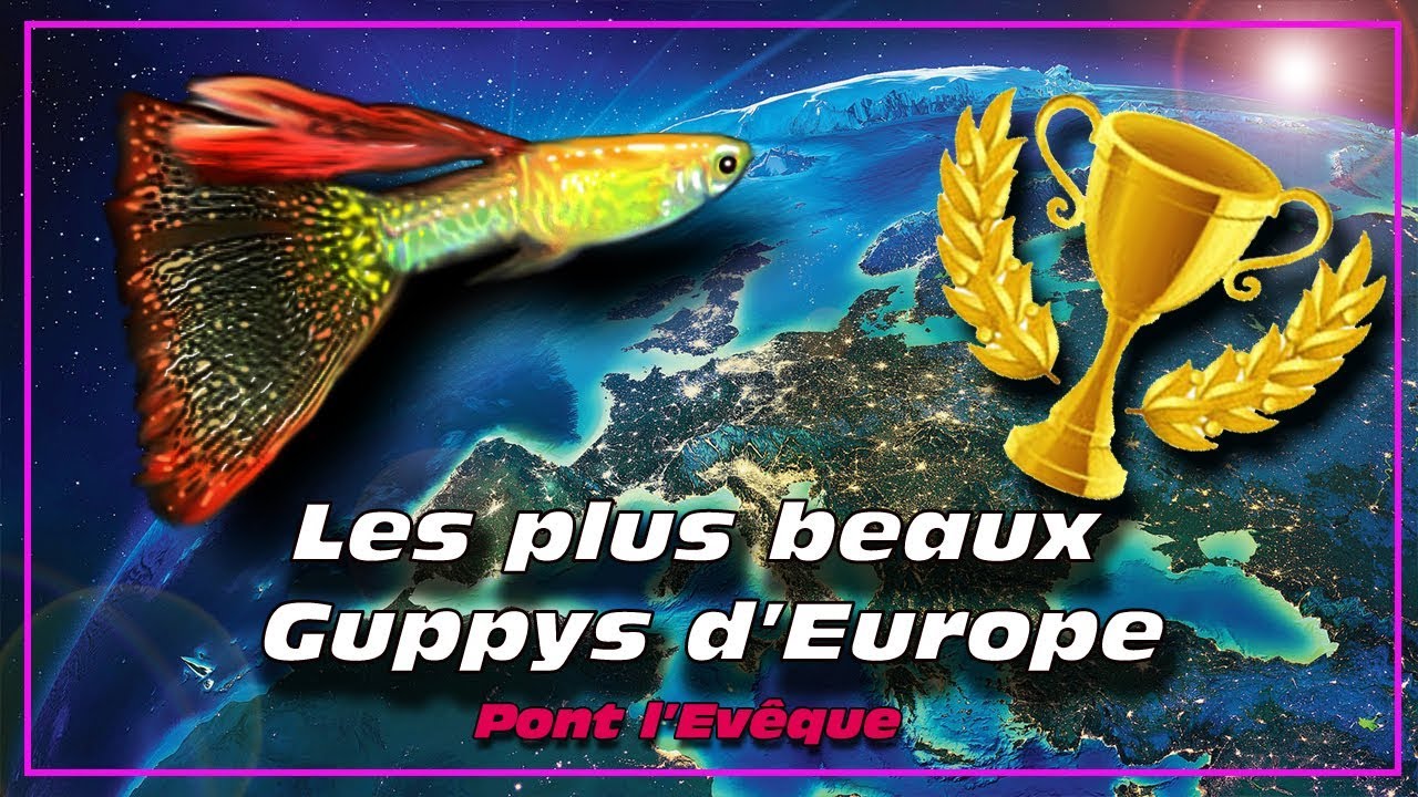 Guppy de sélection-les plus beaux guppys Européen ✔