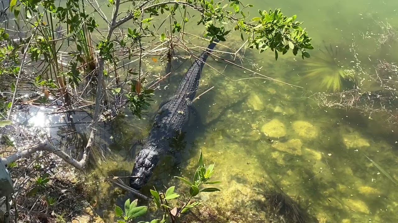 Blue Hole ****, National Key Deer Refuge (Big Pine Key) (Florida Keys), Florida