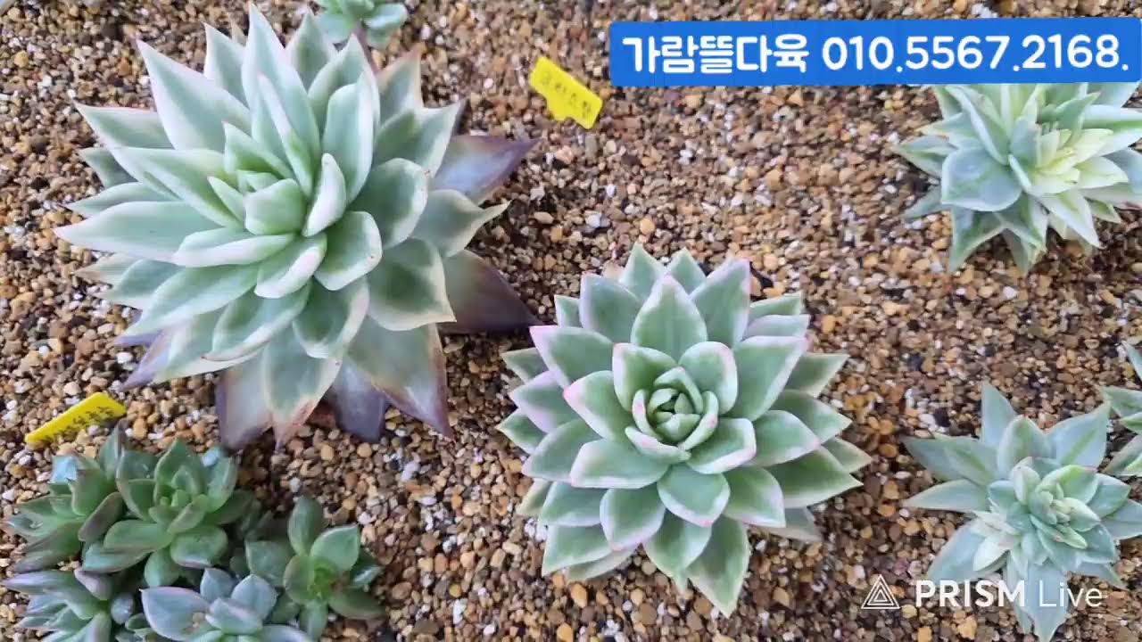 (2.27.금) 가람뜰다육2부 #금다육 #식물 #흙 #라이브 방송
