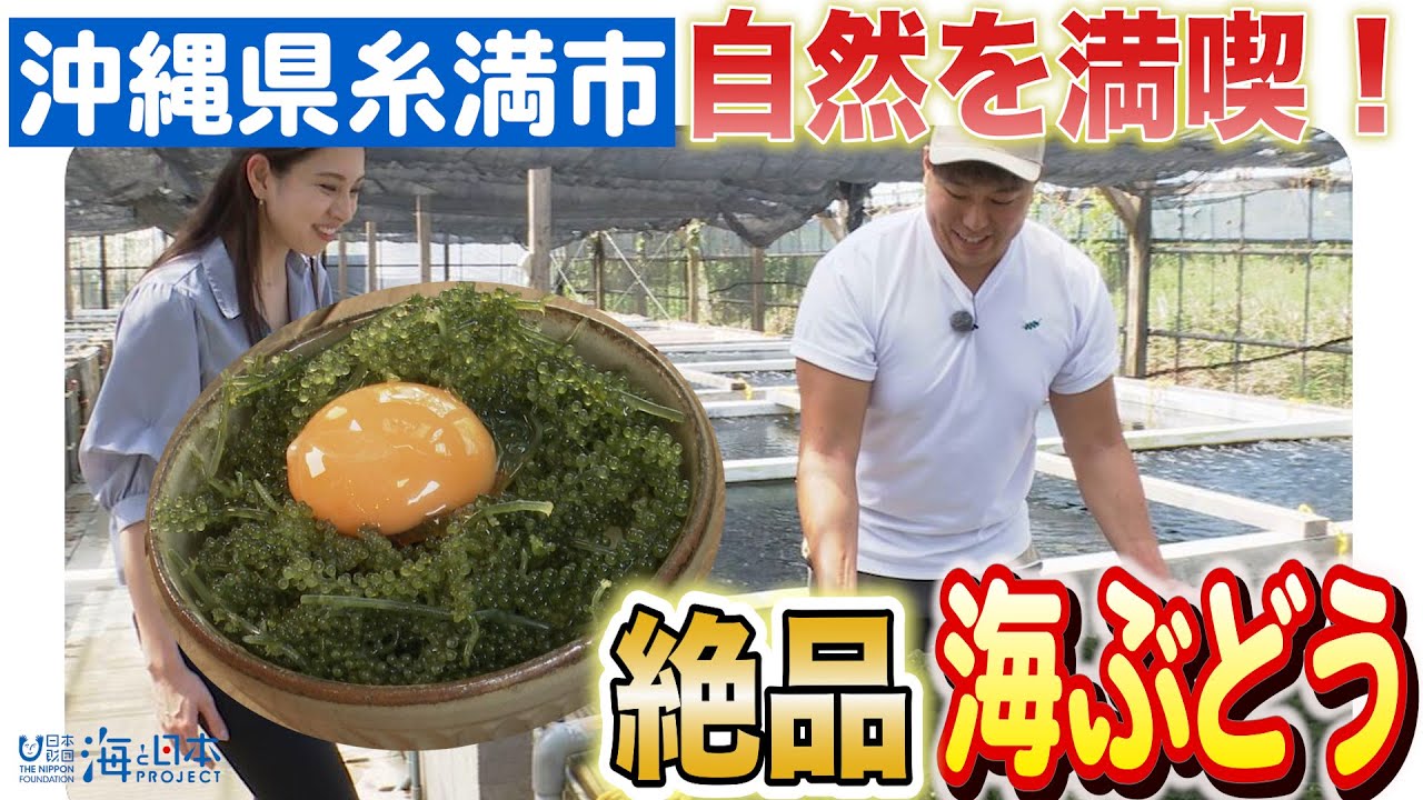 海ぶどうの秘密が明らかに！海ん道での養殖施設見学と絶品グルメ日本財団 海と日本PROJECT in 沖縄県 2023 #03