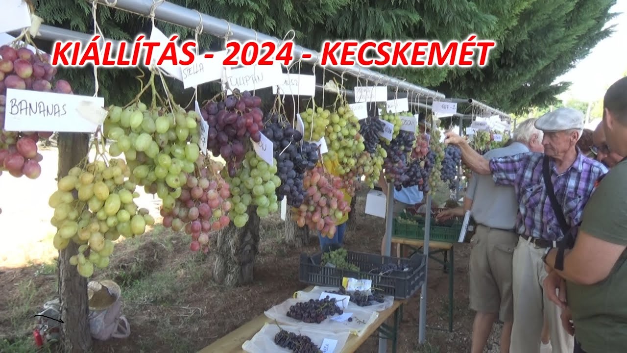 III. CSEMEGESZŐLŐ FAJTA ÉS TECHNOLÓGIAI BEMUTATÓ – KISFÁI ÖKOKERT / KECSKEMÉT - 2024