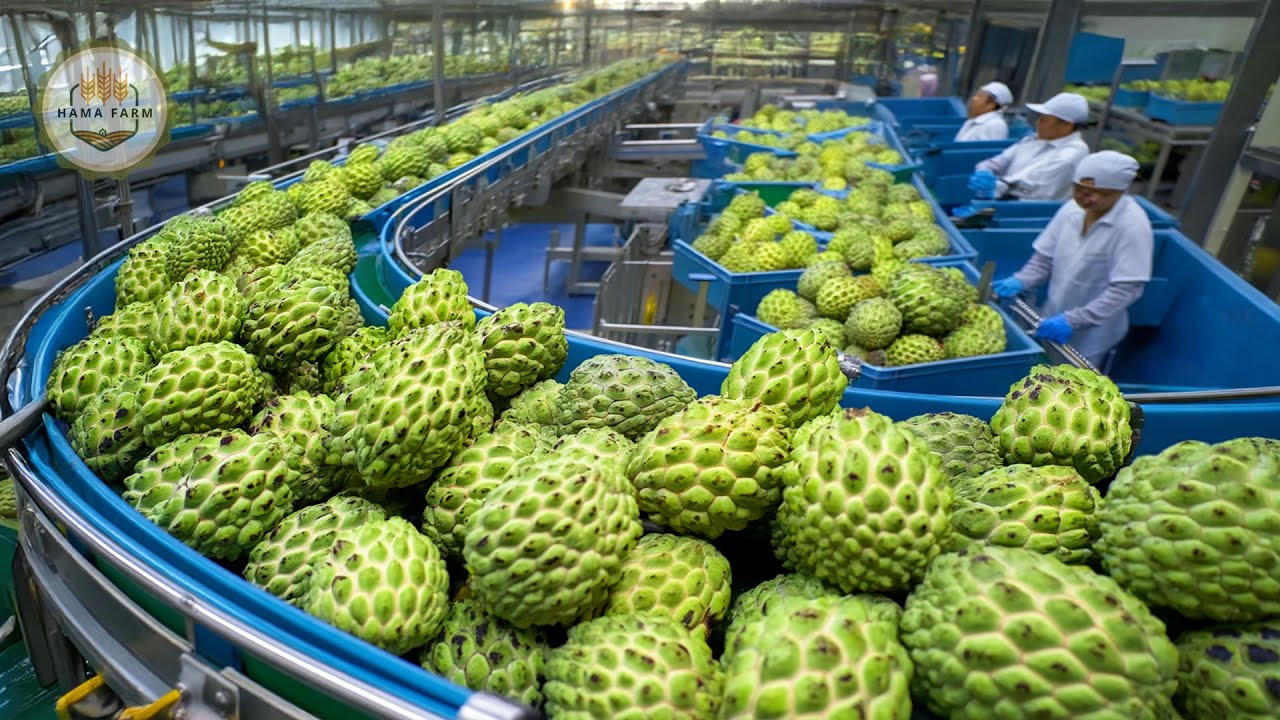 How Millions of Custard Apples Are Harvested and Processed in a Factory