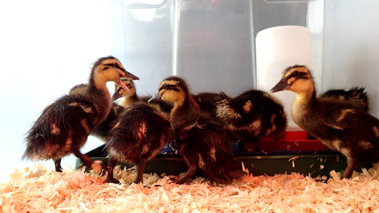 PART 2 - How To Setup A Easy To Clean Duck Brooder For Day Old Baby Ducklings