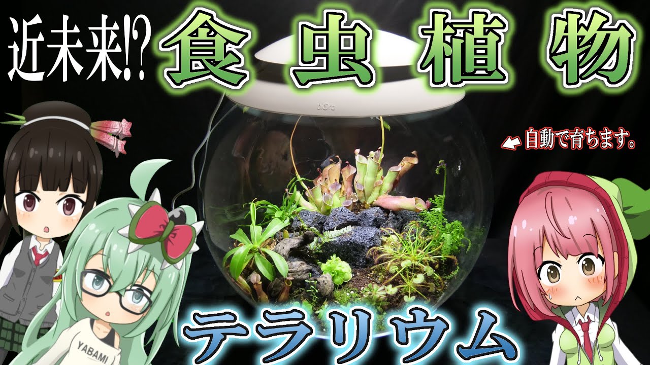 近未来 植物用水槽!? biOrbAIR 60がスゴすぎる! 食虫植物テラリウム作ってみた! Carnivorous plant terrarium 【食虫植物TV】