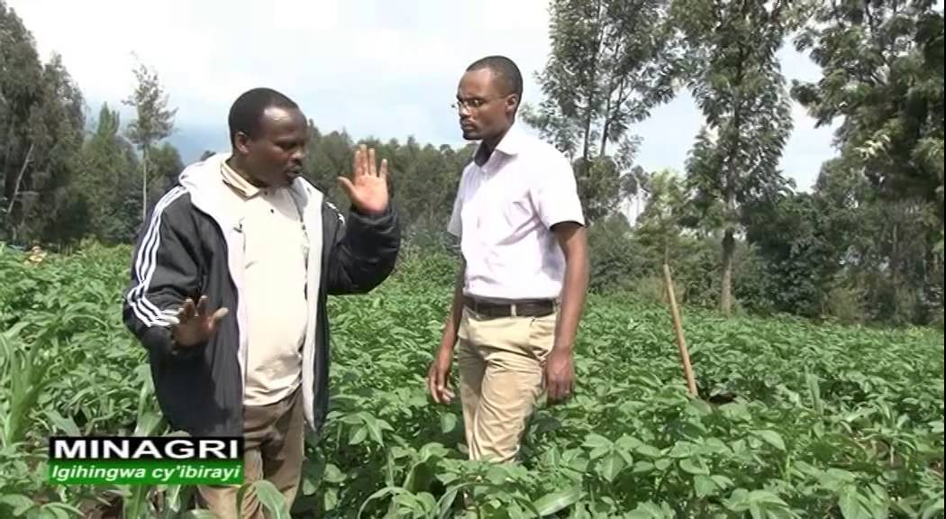 GUKORERA IBIRAYI Ubuhinzi mu Rwanda-Rwanda agriculture