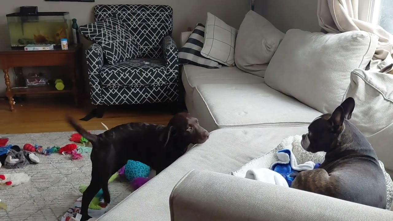 Charlie trying to play with Nikko