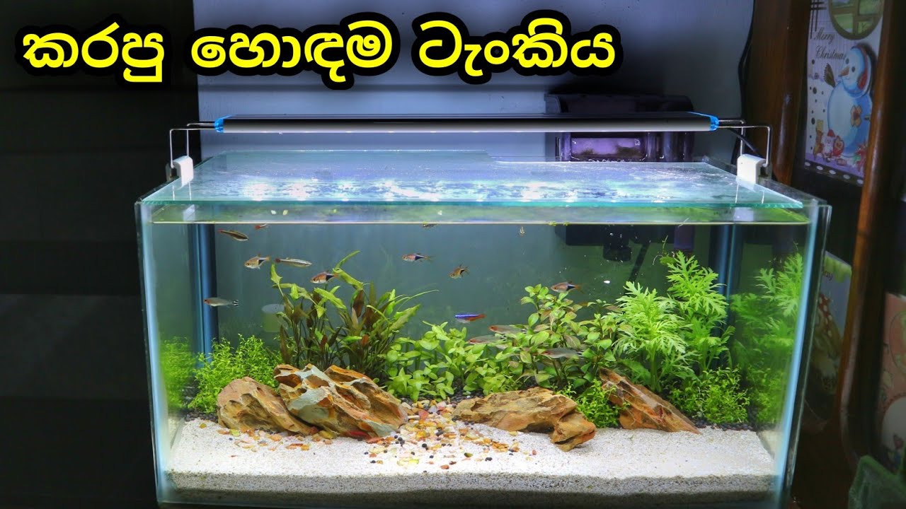 My BEST aquascape YET...? | දැනට හදපු ලස්සනම ටැංකිය | IWAGUMI Tutorial