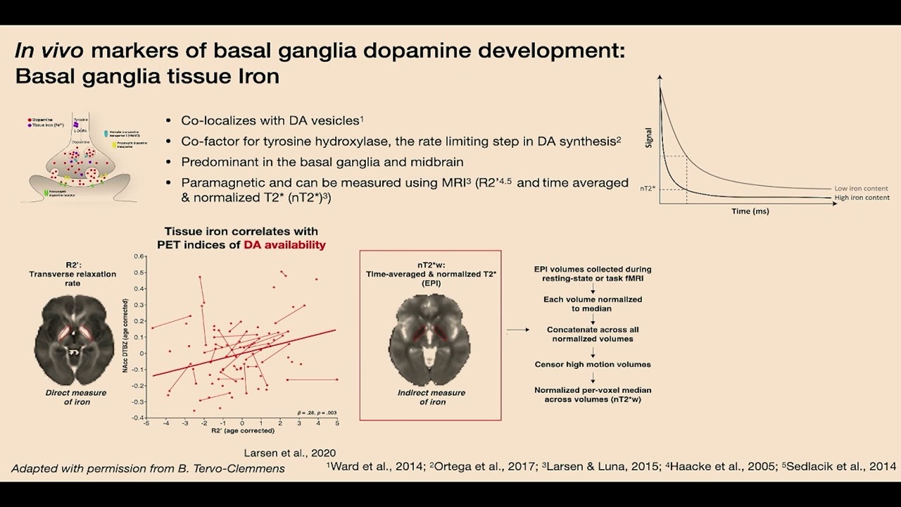 OHBM 2024 | Symposium | Ashley Parr |  Variation in striatal dopamine-related neurophysiology supp&hellip;