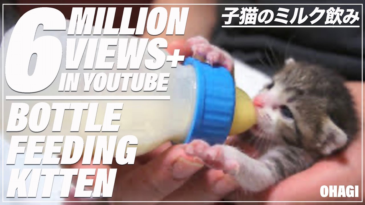 子猫のミルク飲み🍼 - Bottle Feeding Kitten -