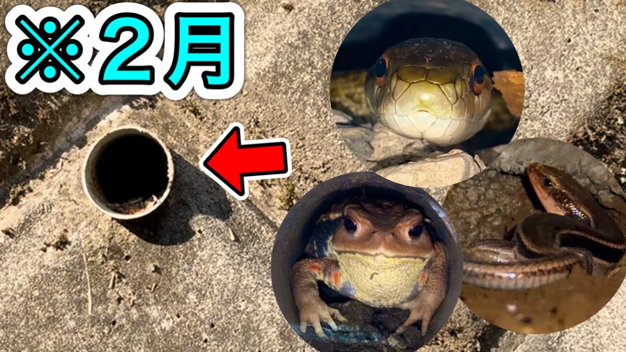 冬にトカゲやヘビを見つける簡単な方法を教えます！