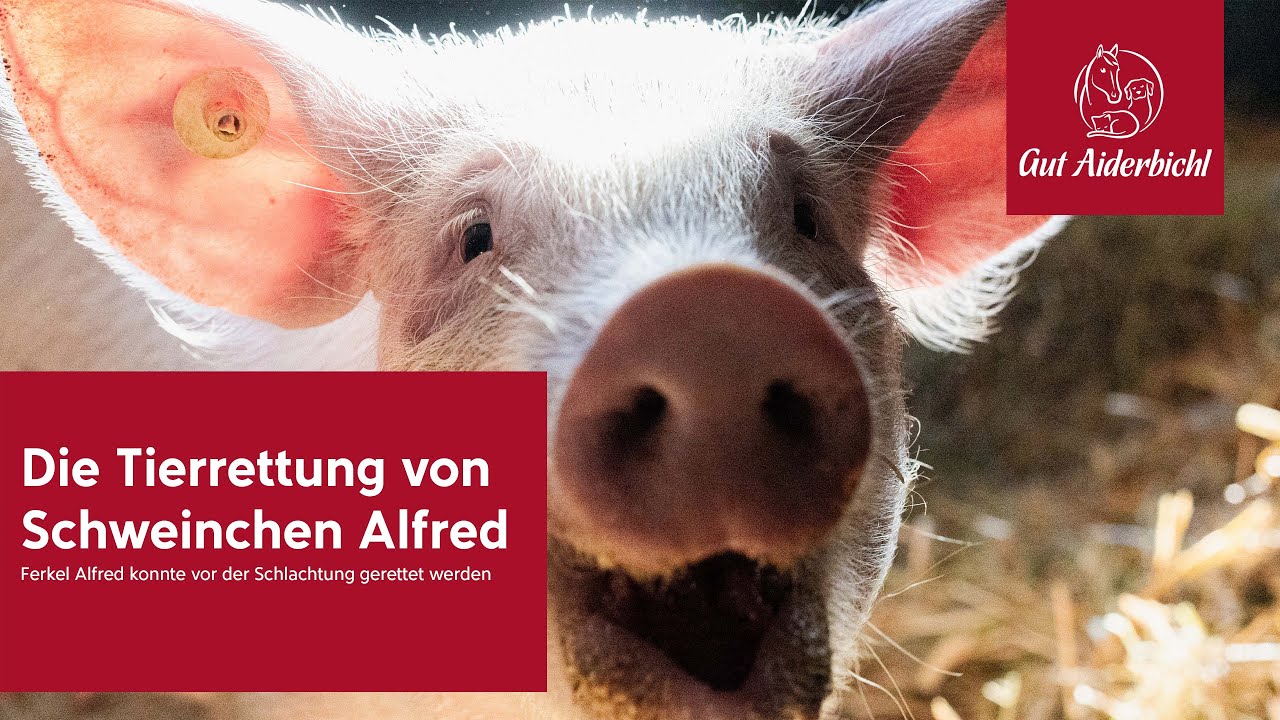 Die Rettung von Schweinchen Alfred