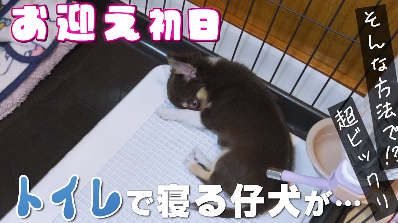 お迎えした子犬がトイレでしか寝なかったんだけど、ベッドを使うようになった方法がすげぇーからちょっと見てくれ😮😮😮