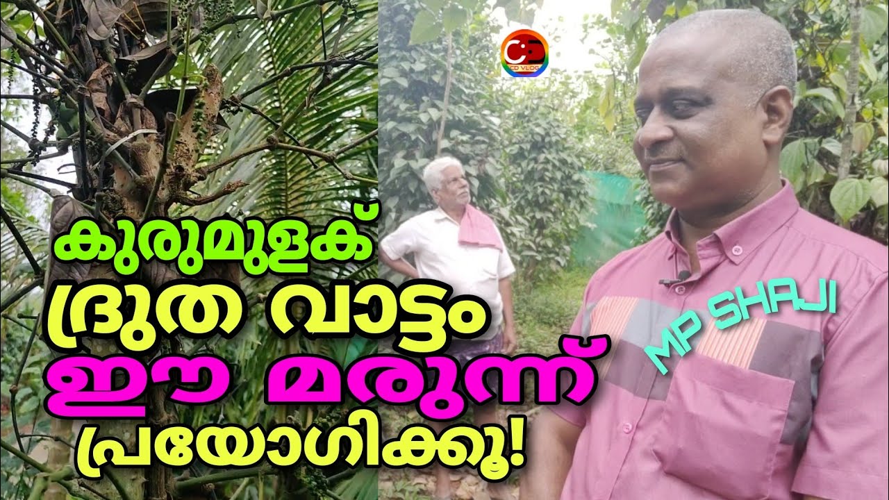 കുരുമുളക് ദ്രുത വാട്ടത്തിന് ഈ മരുന്ന് പ്രയോഗിക്കൂ #cdvlog # remedy for black Pepper  Quick wiltdiase