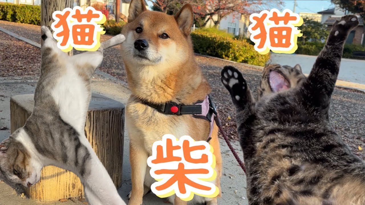 ウミガメのスープ問題 ゾバエ病 