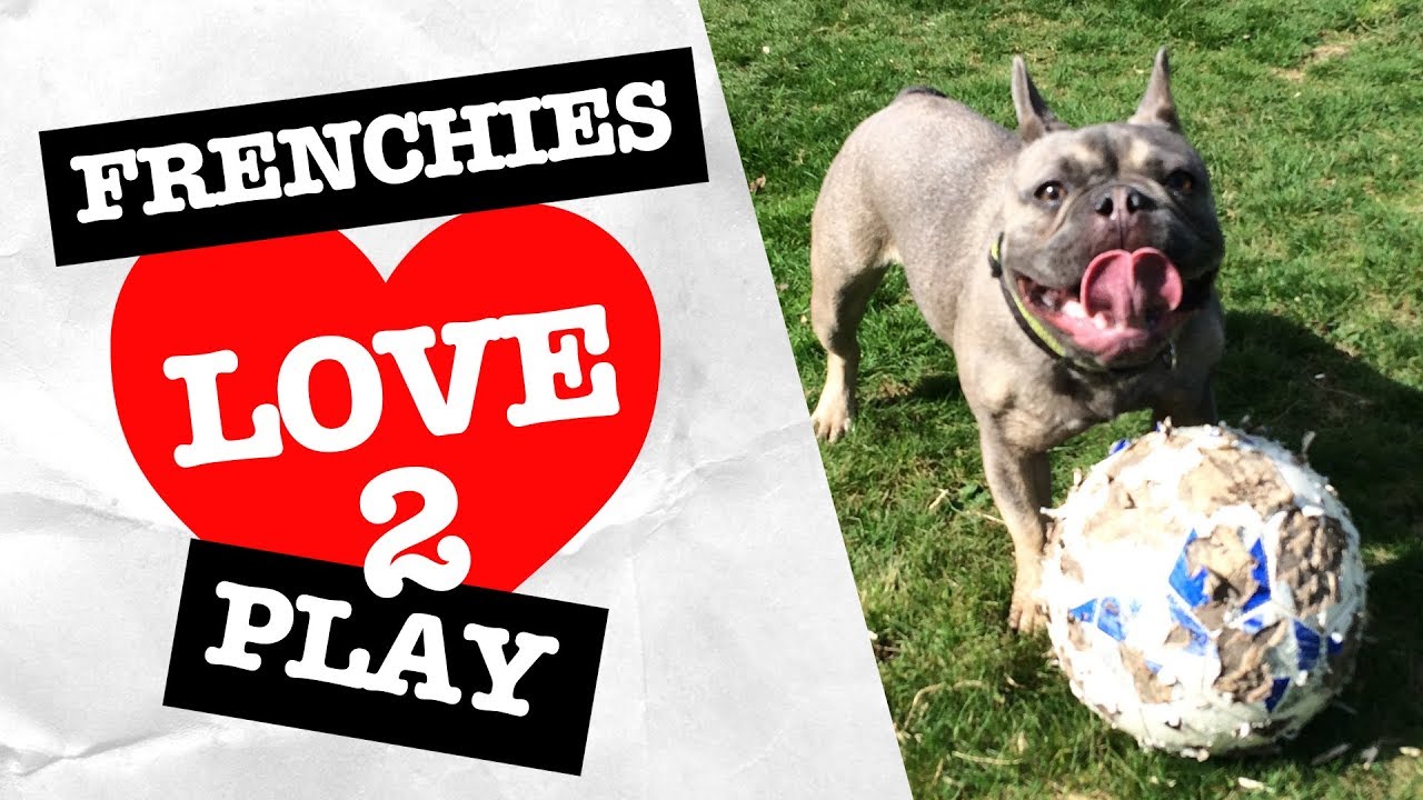 How Do French Bulldogs Play? (Fetch & Play Fighting!)