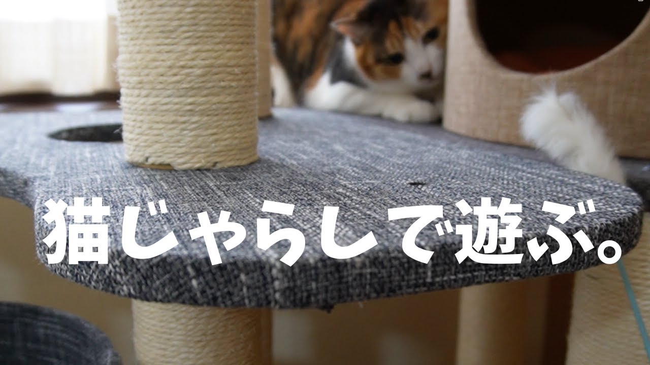 猫じゃらしで遊ぶ。