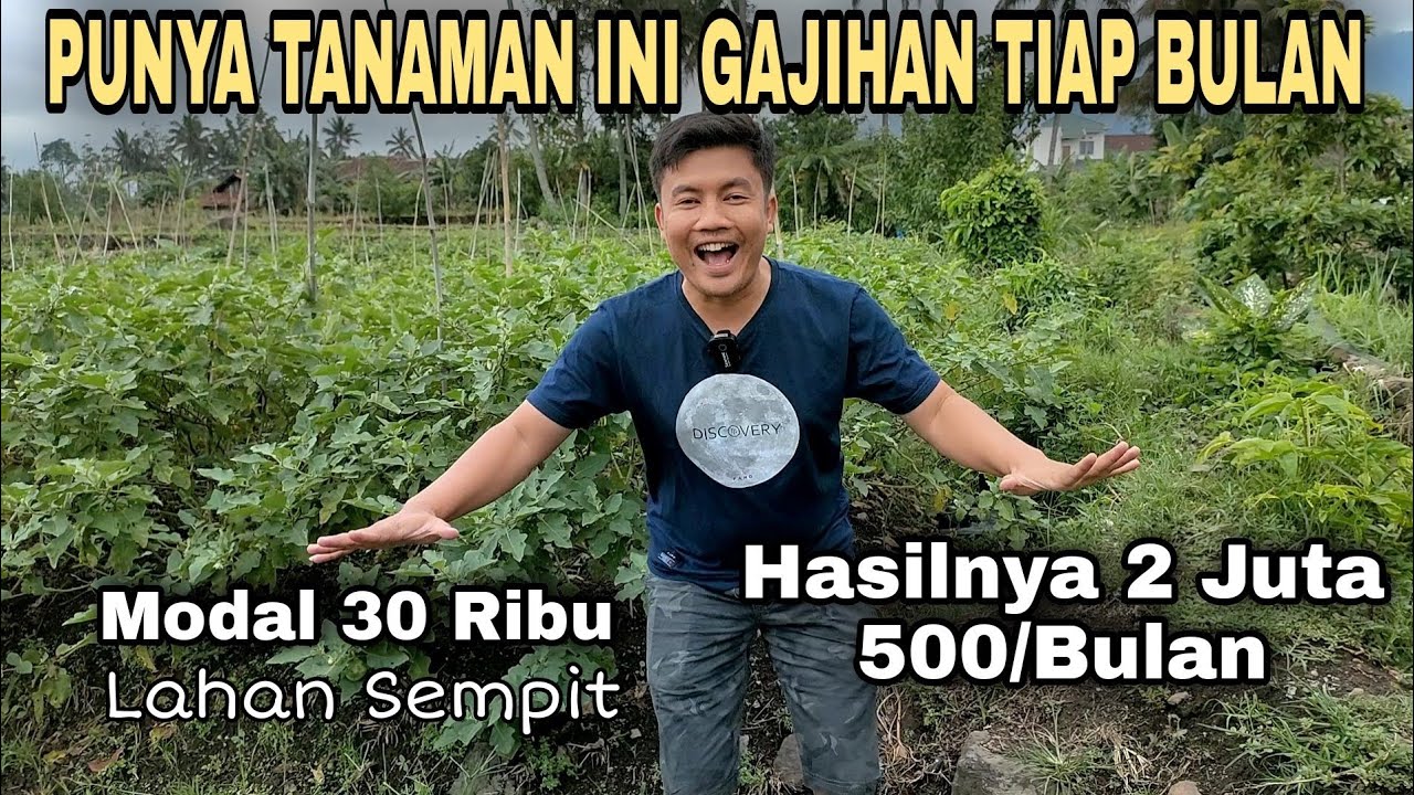Pertanian Modal Kecil Untung Besar