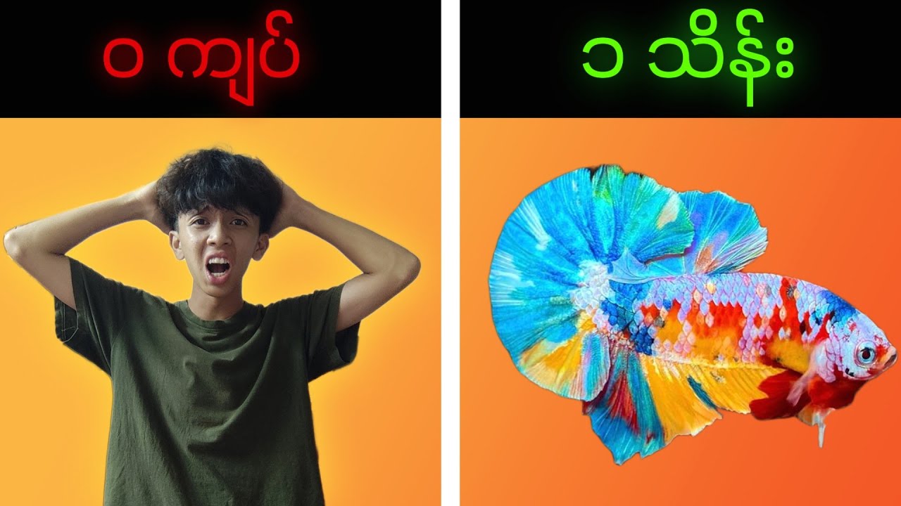 Betta တွေထပ်ဝယ်မိပြန်ပြီ...