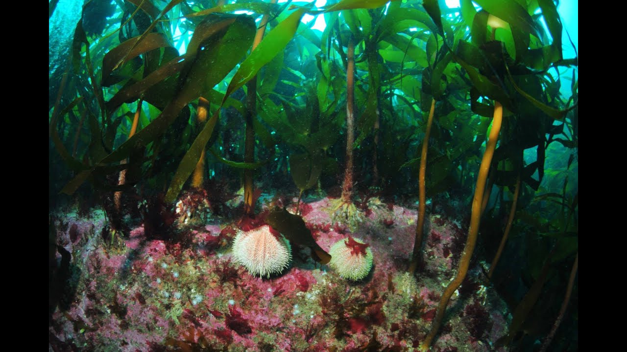 Expédition Ouessant France Bretagne . Scaph Pro Recherche  Océanographique