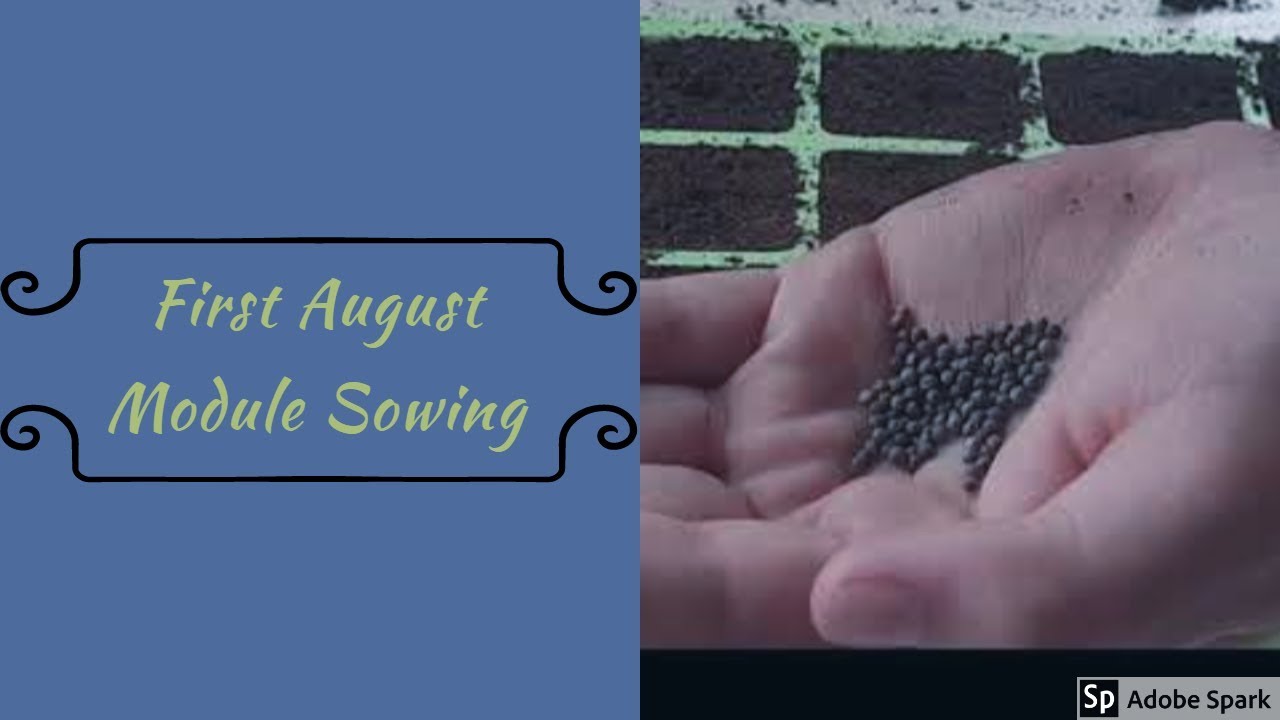 First August Module Sowing