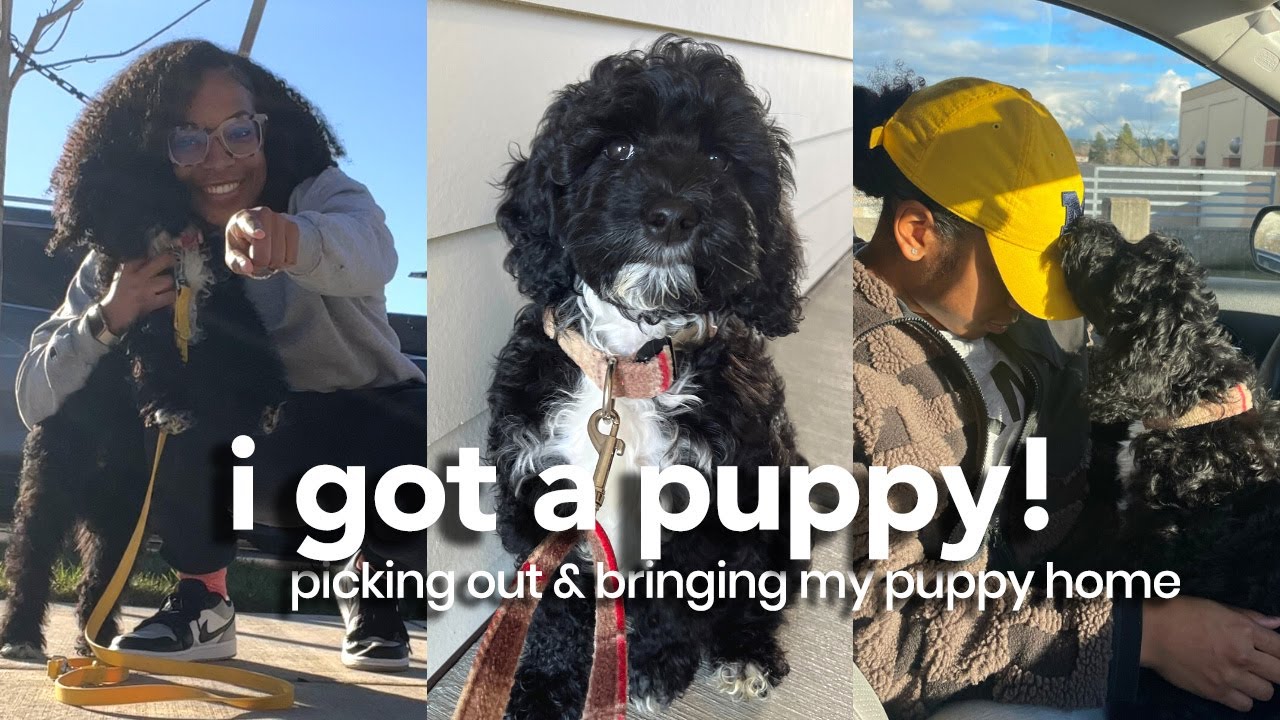 I GOT A PUPPY | bringing home Zazu + our first night together! | picking up my mini labradoodle