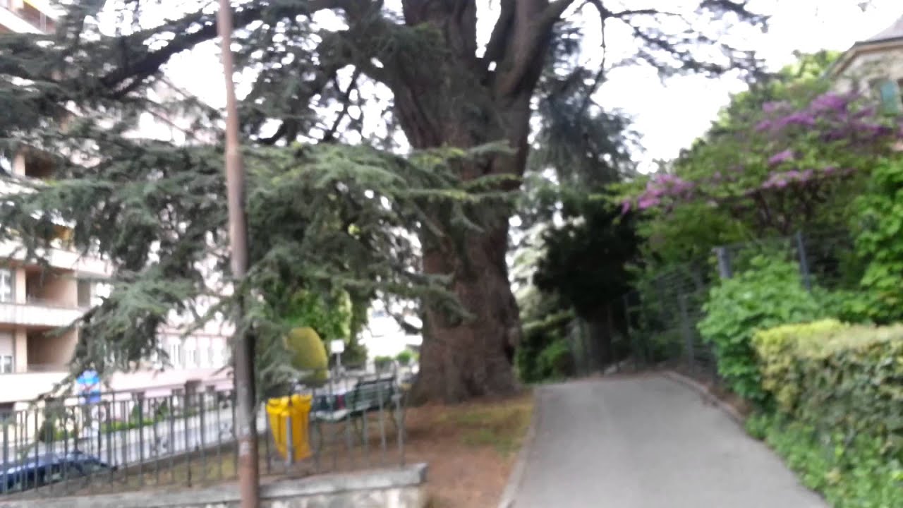 CEDRUS LIBANI plant&eacute; en 1820 par Jean Edouard NAVILLE ( 1787 - 1851 )