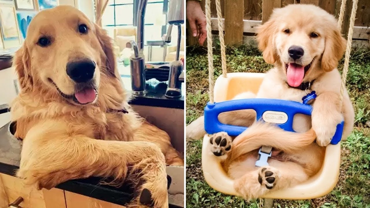 Лучшие моменты с золотистыми ретриверами 🐶😂 Самое смешное видео с золотистыми ретриверами 2025 года!