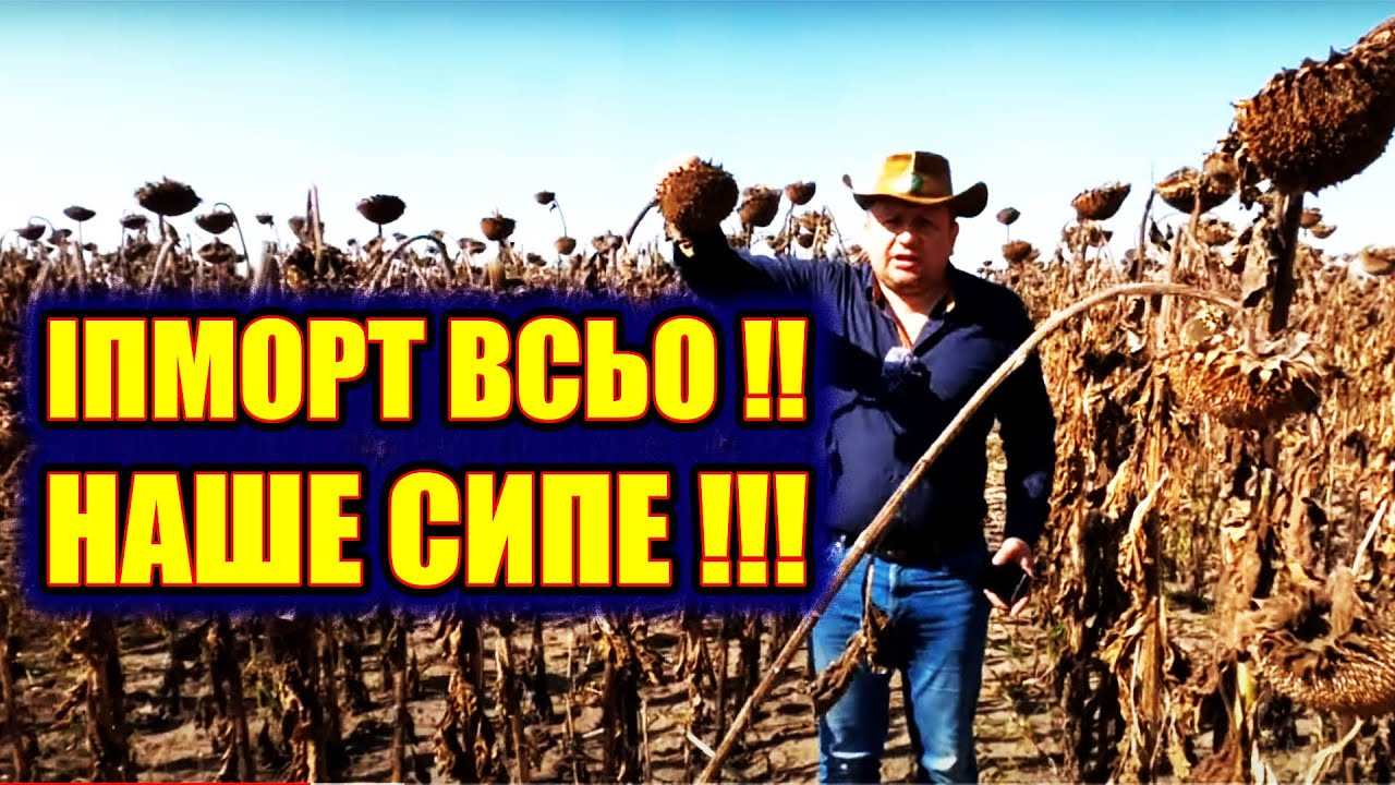 🌻 ВРОЖАЙ СОНЯШНИКА БІЛЬШЕ ЧИМ ОЧИКУВАЛИ👍ЗБИРАЄМО, РАХУЄМО👍#Старк #Авалон #ЄВРОСЕМ