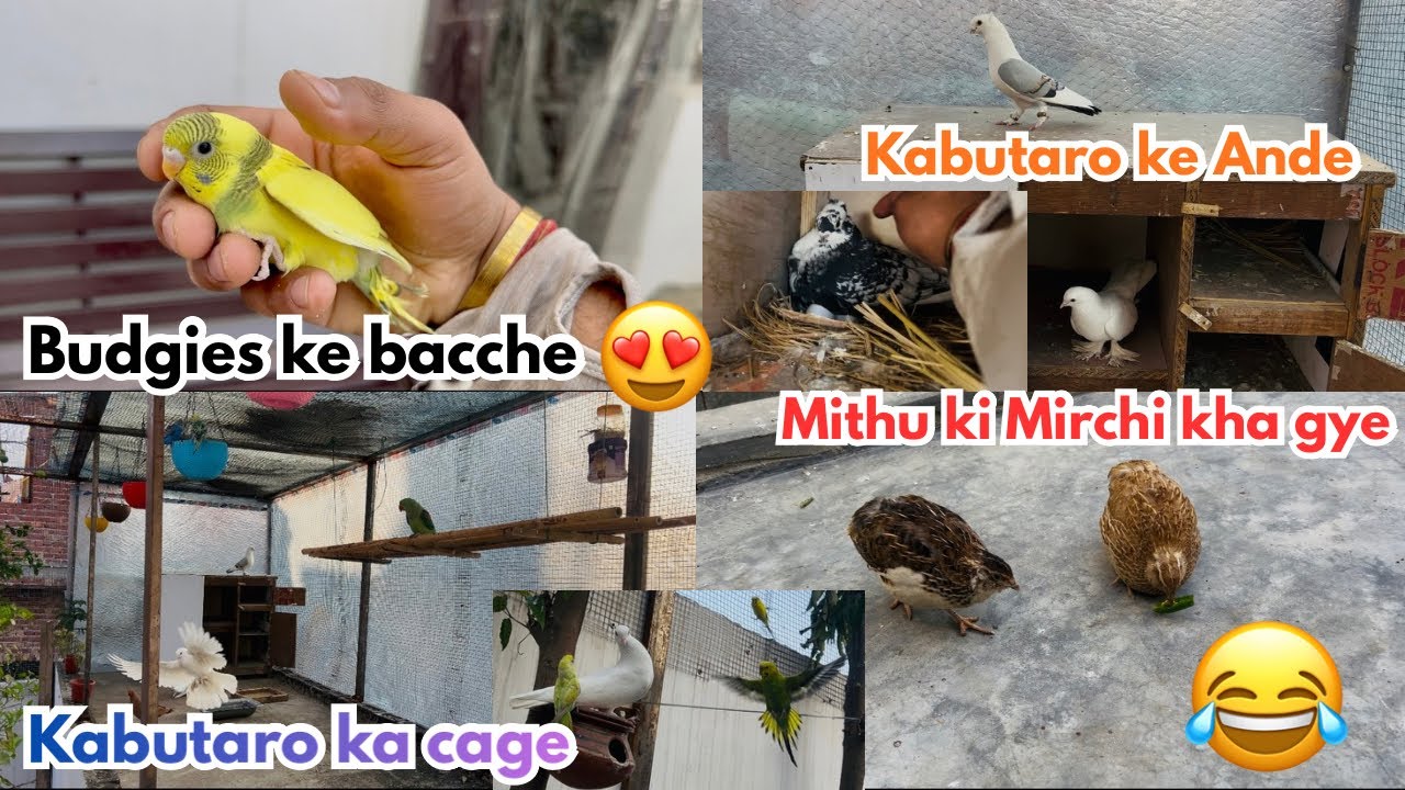 Kabutari ne rakhe ande 🪺 !! Bache kitne pyare hai 😍