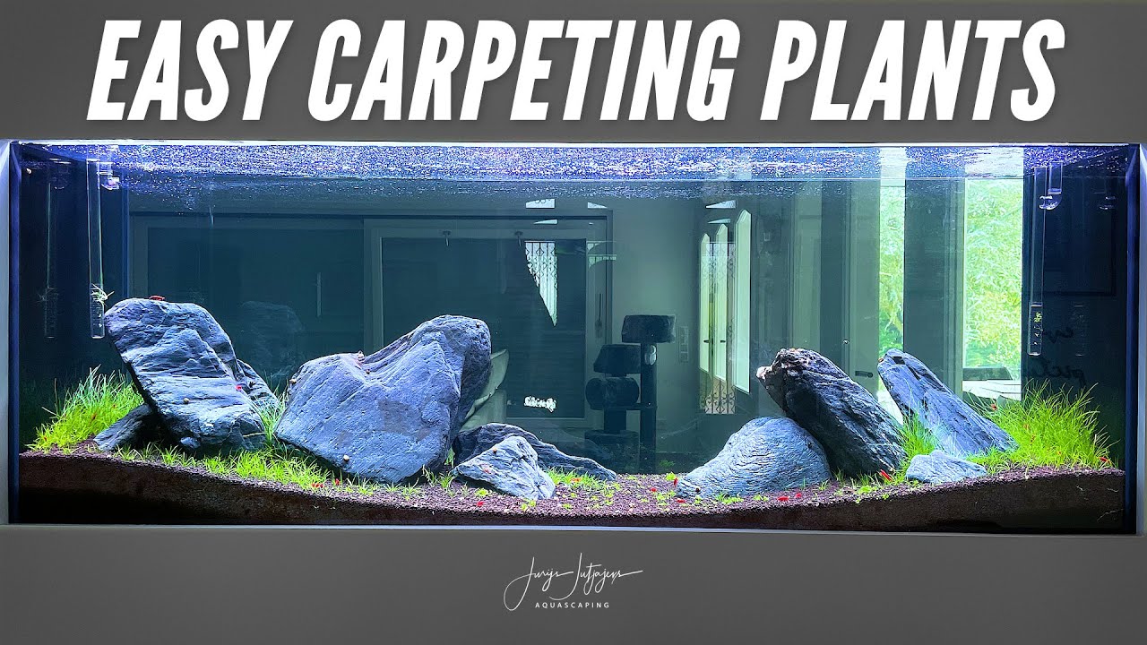 3 EASY CARPETING PLANTS for Nature Aquarium