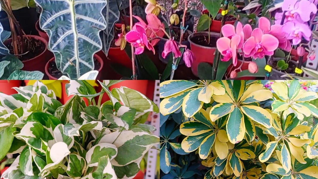UN GRAN RECORRIDO ,DONDE CADA PLANTA TIENE SU ENCANTO#variedadesdeplantas 