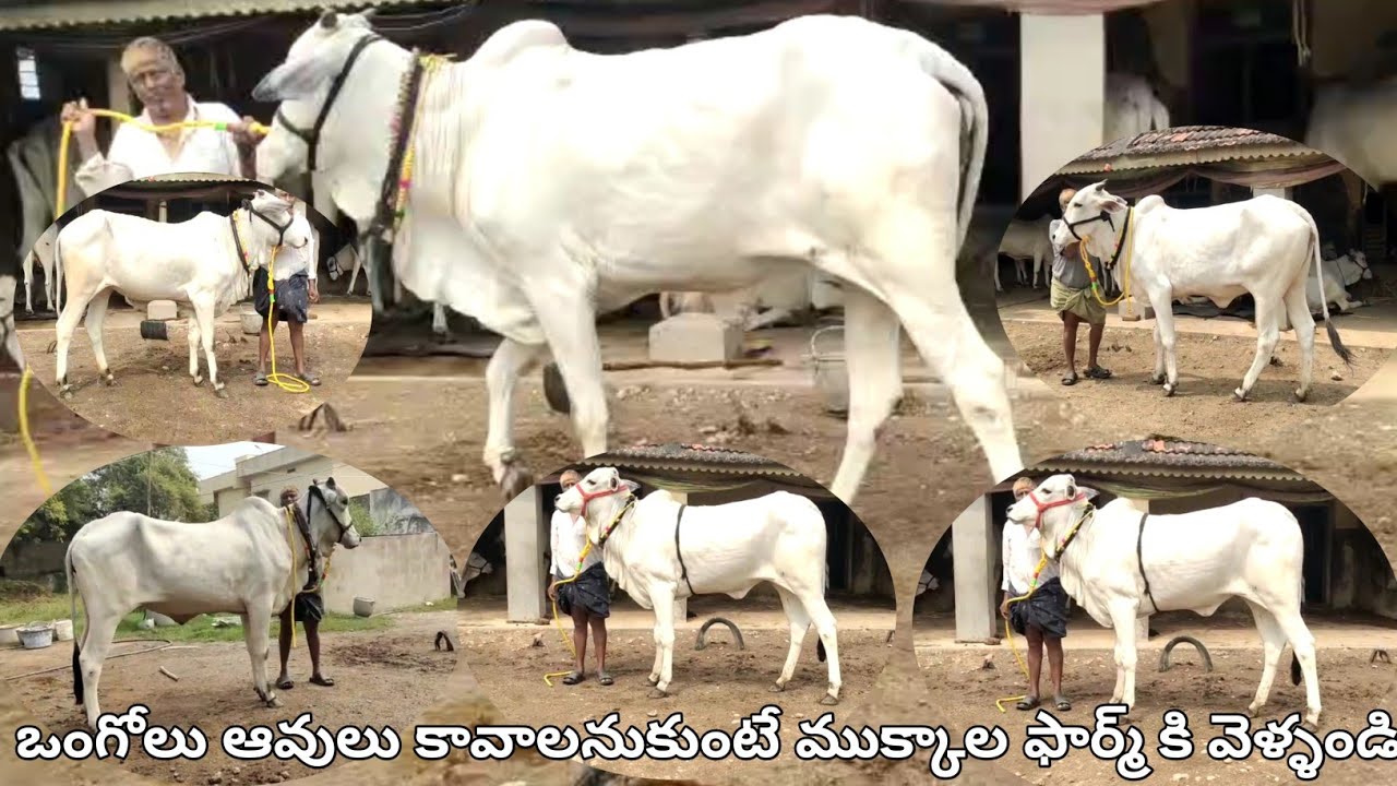 ఒంగోలు ఆవులు కావాలనుకుంటే ముక్కాల ఫార్మ్స్ కు వెళ్ళండి | High Quality Ongole cows in India | cow