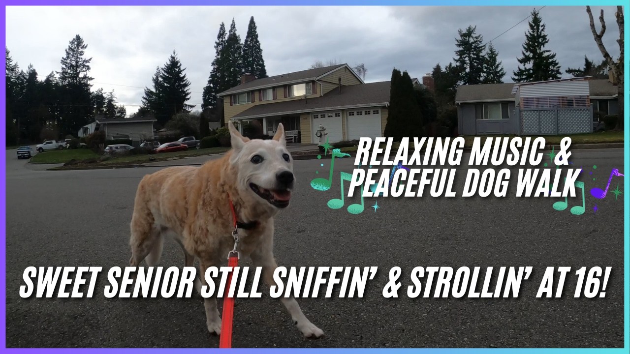 Glenn Nelson Park to Evergreen Middle School Neighborhood Walk - Relaxing Music & Nature Dog Walk