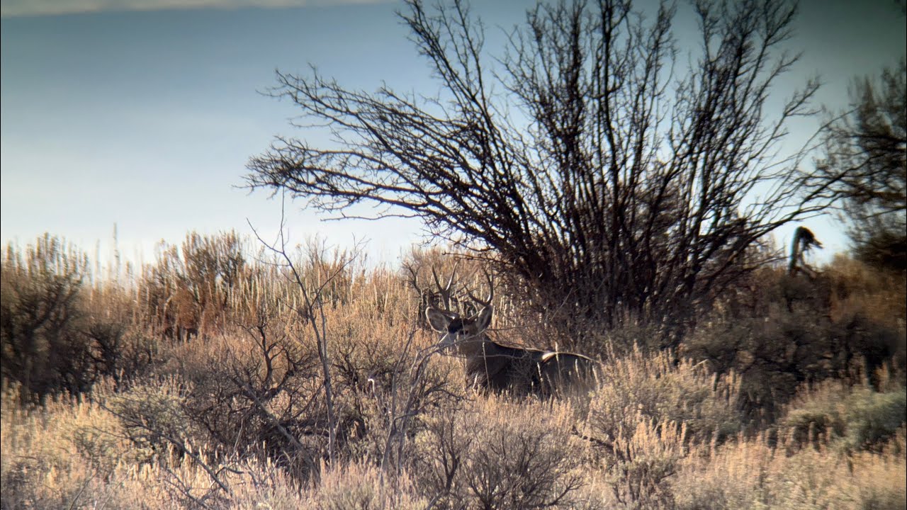 Solo Mountain Mule Deer Hunt - Colorado 3rd Rifle 2025