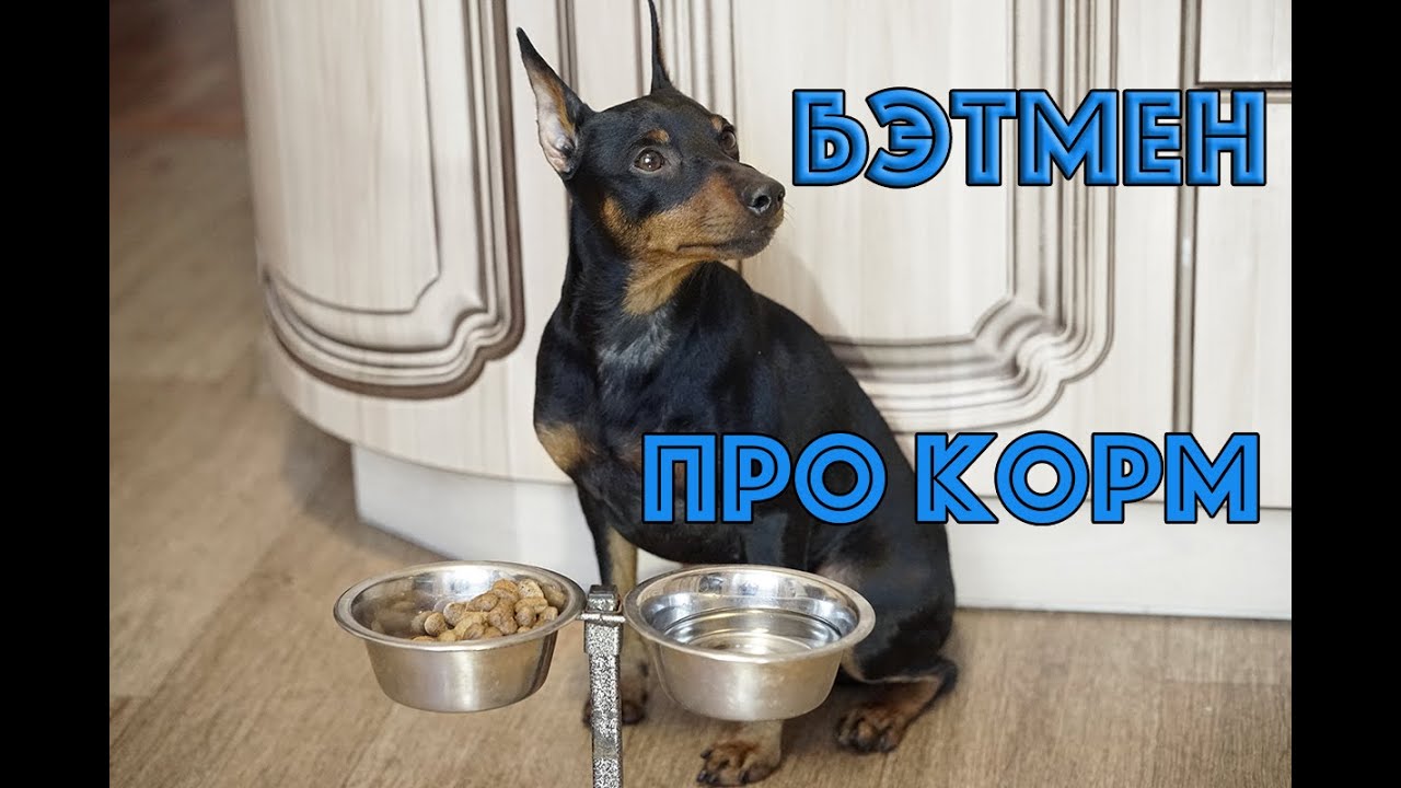Про корм и питание. Цвергпинчер Бэтмен