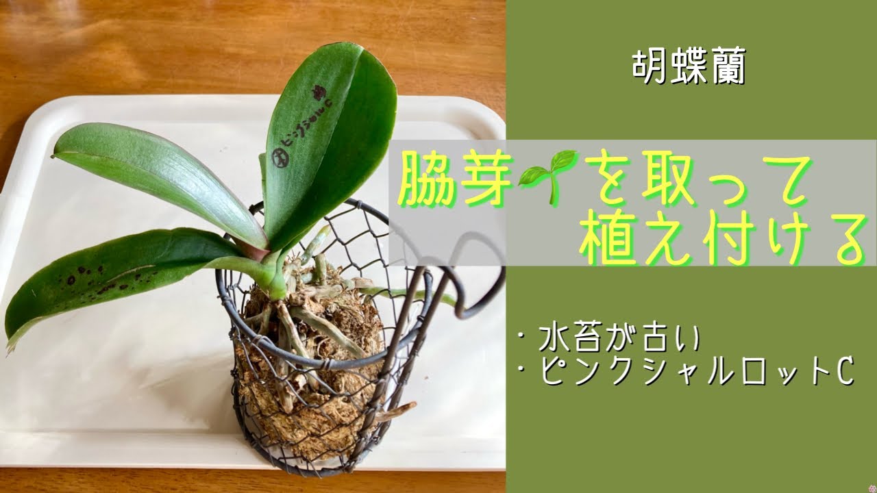 2024年12月17日　胡蝶蘭《花芽🌸のある脇芽🌱を取って植える》　古い水苔に出た脇芽🌱を取る　育ち過ぎた脇芽🌱の植え方　ピンクシャルロットC株　名なしG株