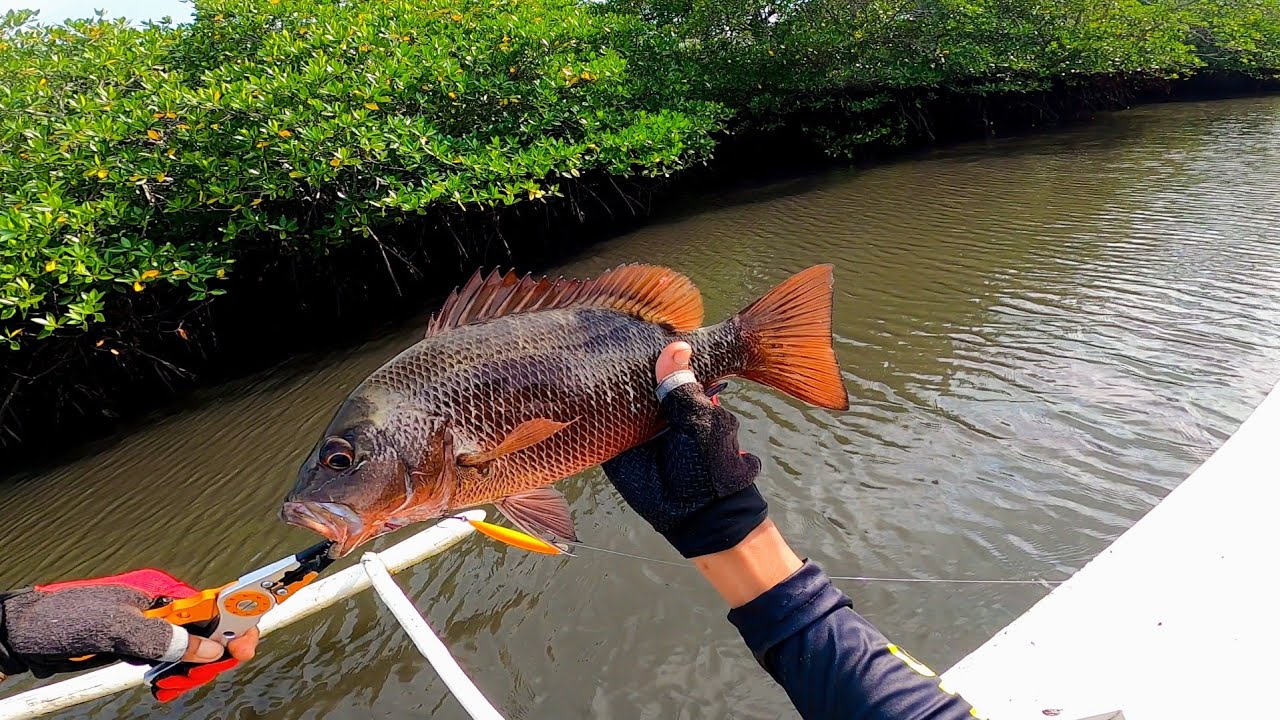 Mangrove Jack Hunting❗Mas Malalaki ang KUMAKAGAT
