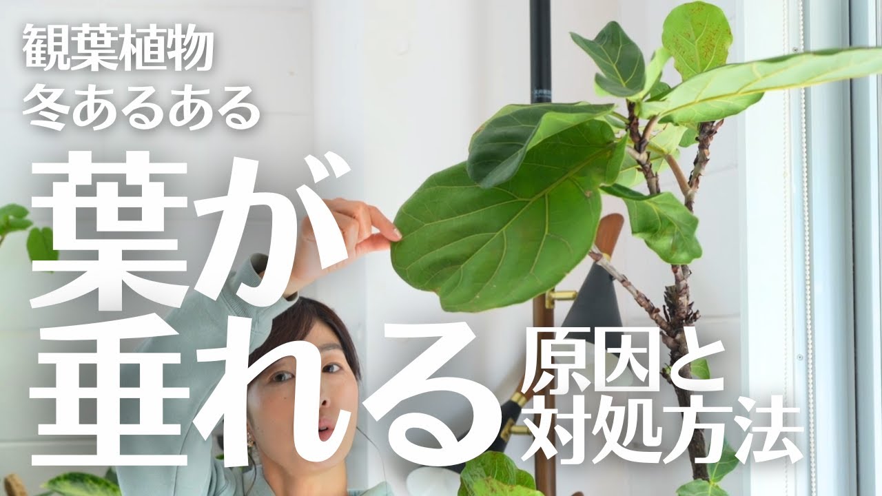 【葉っぱが下向きになってしまった…】観葉植物によくある冬のトラブル解決します