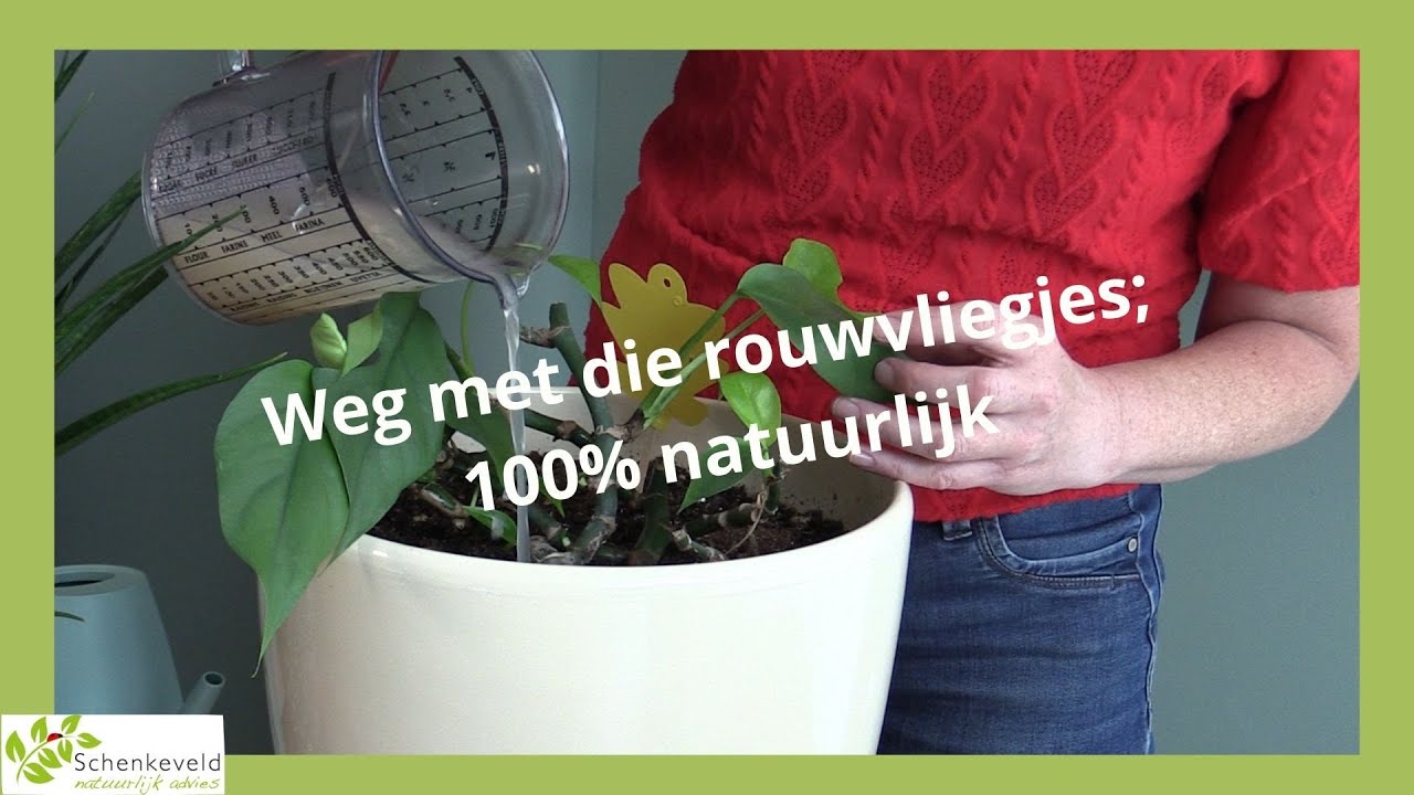 Aaltjes tegen rouwvliegjes