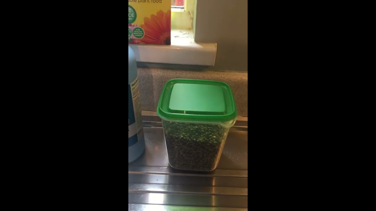 How I Make My Soaked Seed