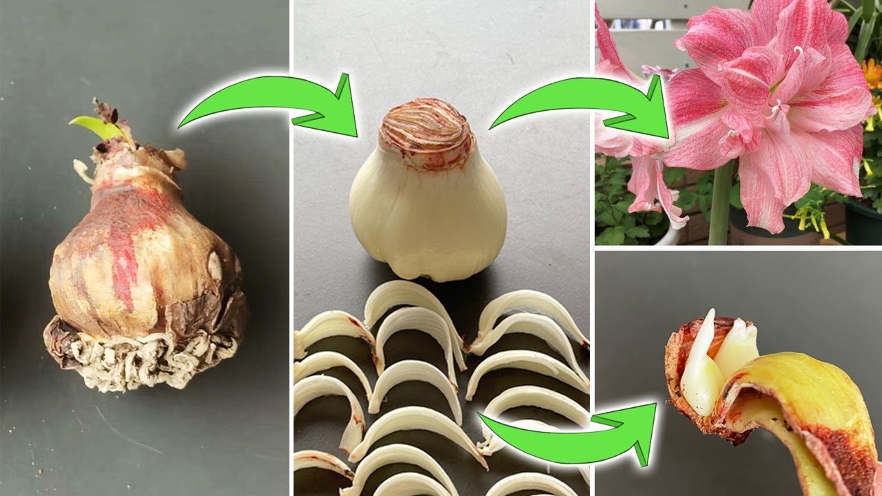 A Creative Method to Multiply Amaryllis from Blub Scales | Double Amaryllis Propagation (Turn on CC)