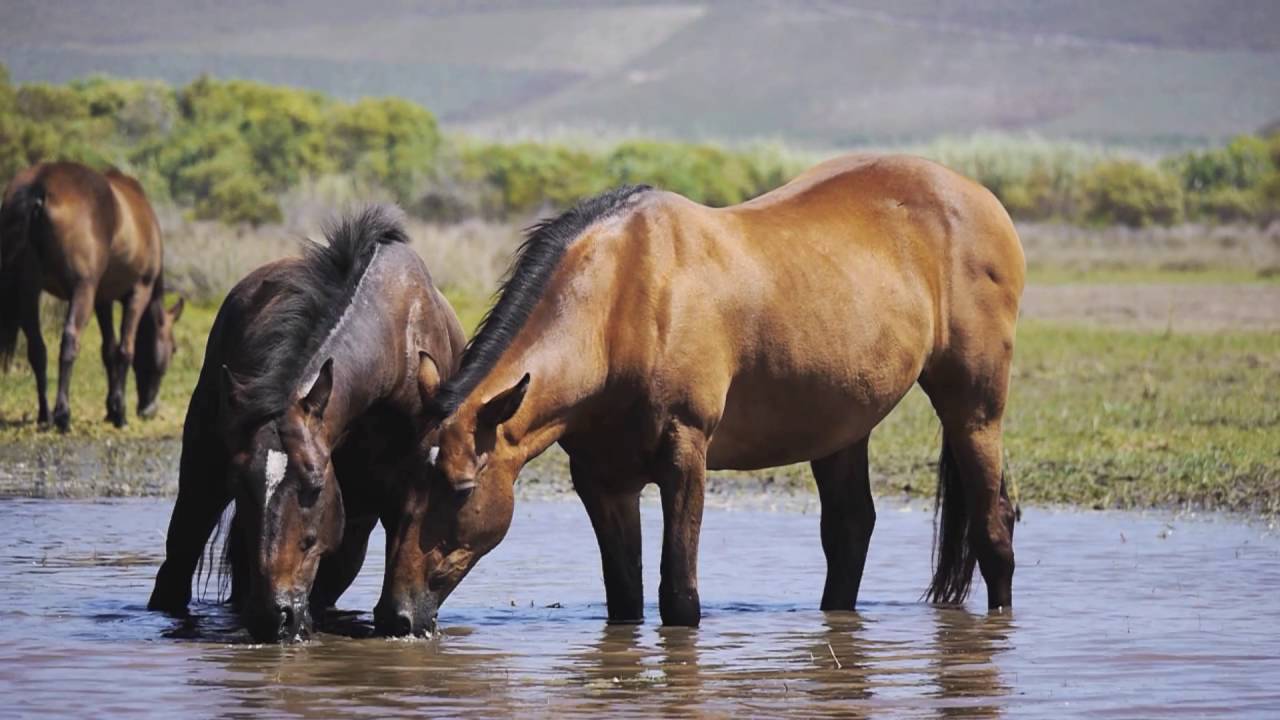 Wild Hoses of Kleinmond - a mini documentary