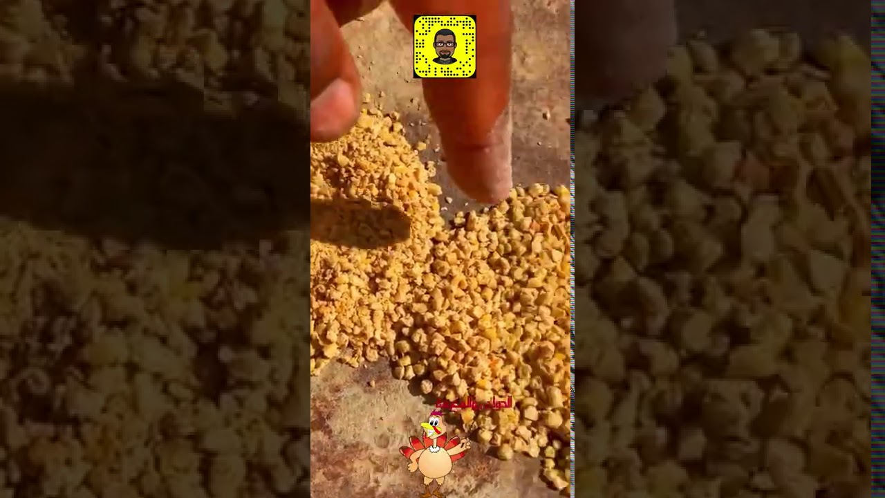 يومياتي في المزرعة/اعلاف الصوص/وعلاج مرض التنفس عند الدجاج