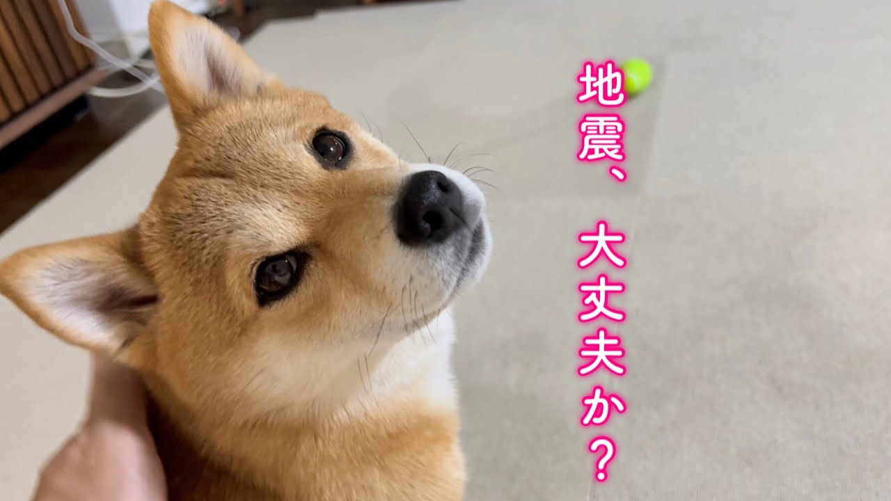 地震の瞬間リビングに独りでいた柴犬を助けにいってみた