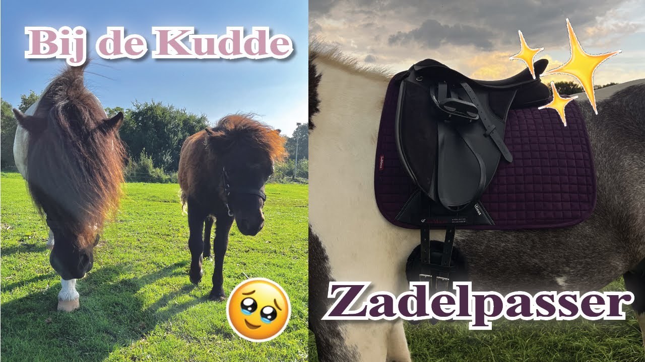 Nirvana & Sappy bij de kudde + Zadelpasser is geweest! | Vlog #77 Dwally's Horses