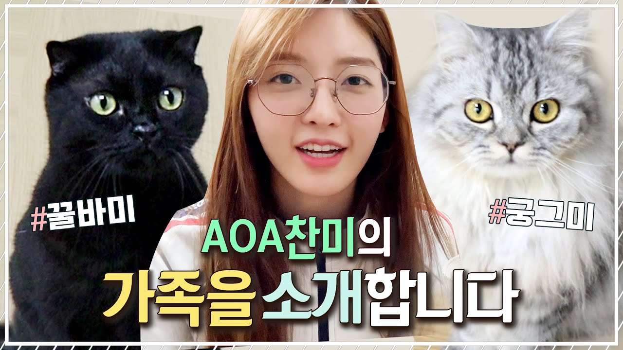 *AOA 찬미의 고양이 가족* 집사의 하루🐈 + 고양이 추천템 feat.프로집사찬미🌟[찬미찬미해 (like CHANMI)]