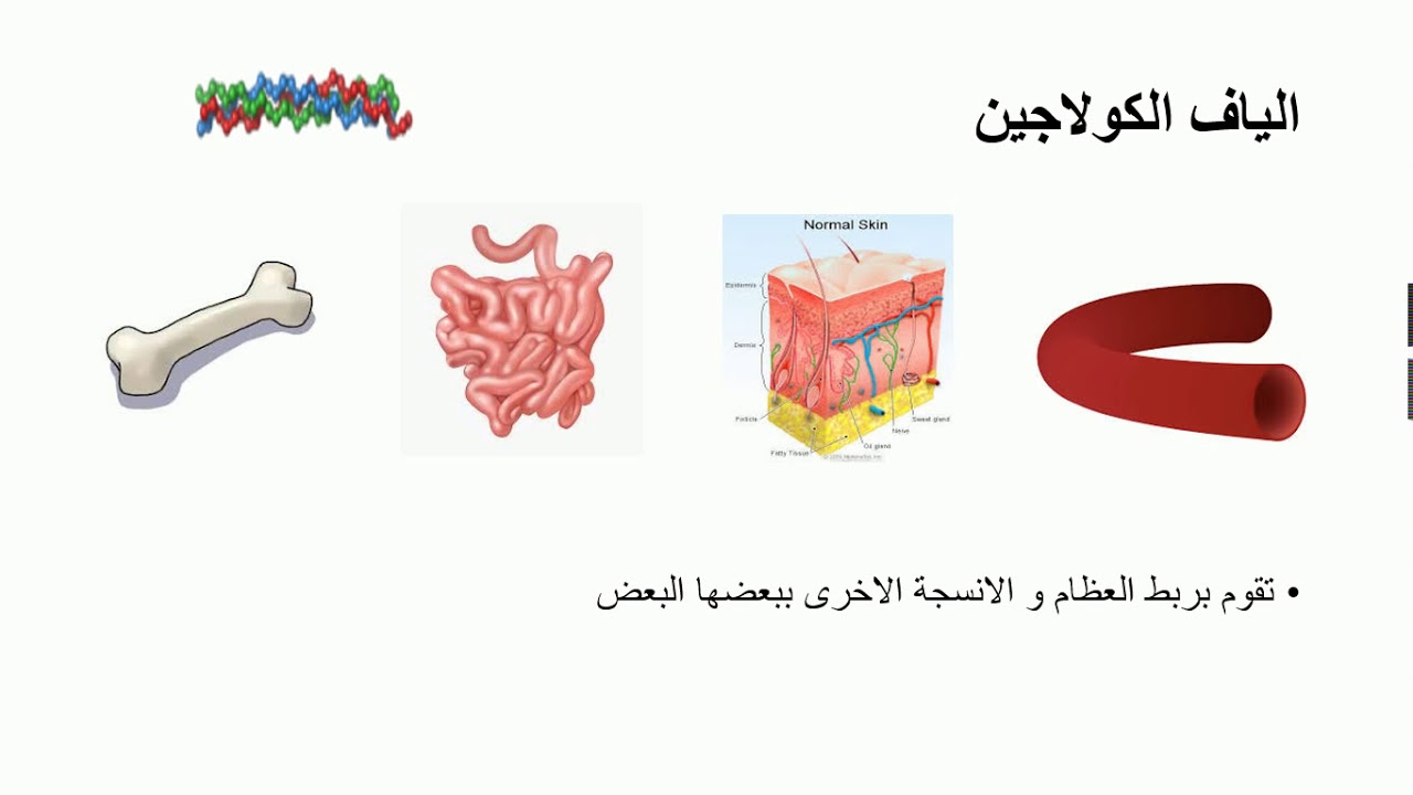 9 ألياف الانسجة الضامة