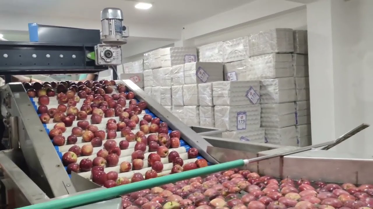 2 Lane Apple Colour Size and Weight Sorting Machine In Kalbog Shimla - 99920-99970