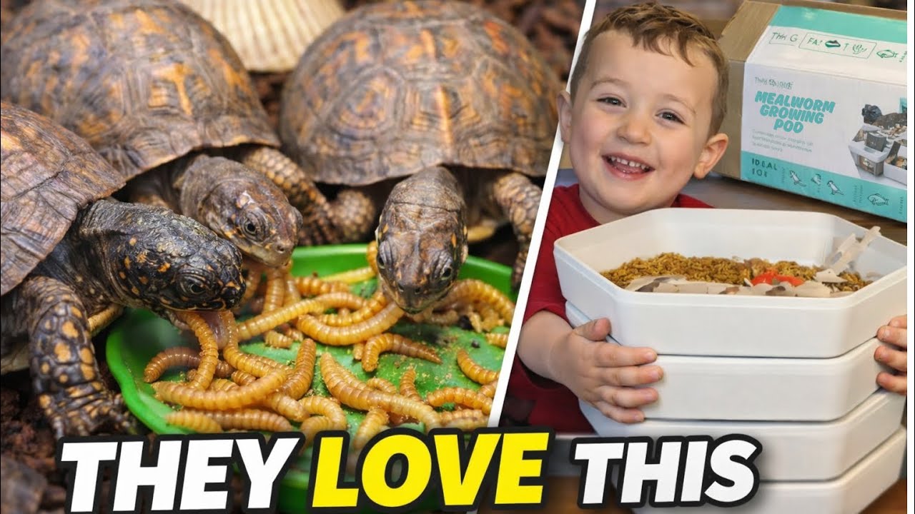 I Grew My Own Mealworms&hellip; My Turtles & Cat LOVED Them 😱