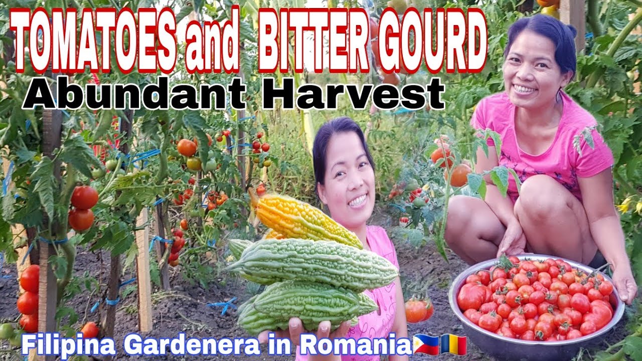 FRESH TOMATOES AND BITTER GOURD ABUNDANT HARVEST (2021) | DEDRAD MURES ROMANIA